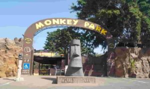 Monkey Park (1)